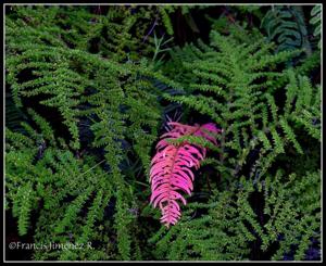 Blechnum occidentale