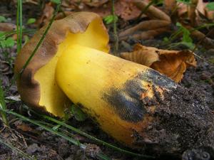 utils/thumbs/Boletaceae/Cyanoboletus_8pBCmHxn3ZryfzrxU9BBgg.jpg