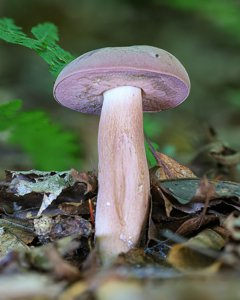 Tylopilus violatinctus