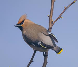 Bombycilla garrulus