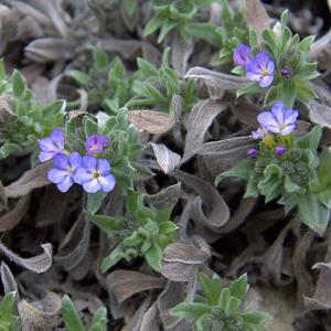 utils/thumbs/Boraginaceae/Alkanna_HFBa7PkTWANRNNMnBowQUg.jpg