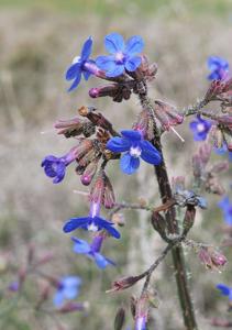 Anchusa strigosa