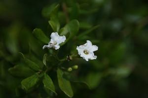 Bourreria havanensis