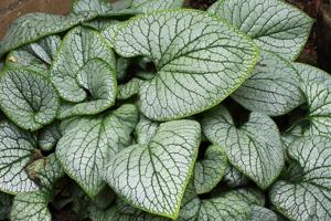 Brunnera macrophylla