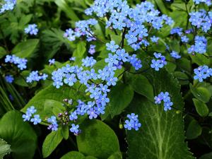 Brunnera macrophylla