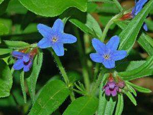 Buglossoides purpurocaerulea