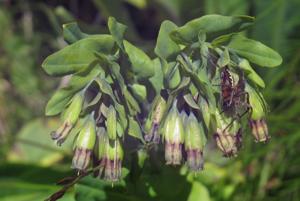 utils/thumbs/Boraginaceae/Cerinthe_aWr8EManqfspqWrzXhj9iu.jpg