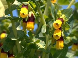 Cerinthe major