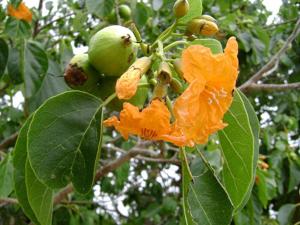 utils/thumbs/Boraginaceae/Cordia_Wj3kMUBDdYHn8kyCrZnykj.jpg