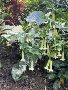 Cubanola domingensis