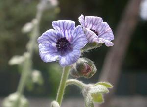 utils/thumbs/Boraginaceae/Cynoglossum_2jVCx8qkvxrJeYM6sFsYLn.jpg