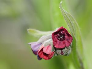 Cynoglossum officinale
