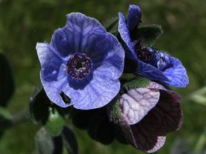 Cynoglossum creticum