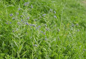 Cynoglossum creticum