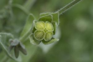 Cynoglossum creticum
