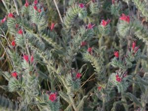 utils/thumbs/Boraginaceae/Echium_HaARoCGVanyzdVioGCMJvQ.jpg