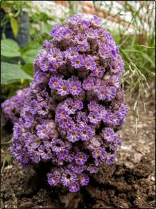 Lennoa madreporioides