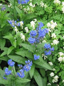 Lindelofia longiflora