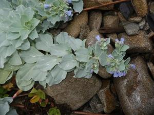 Mertensia maritima subsp. asiatica
