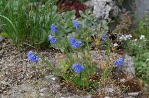 utils/thumbs/Boraginaceae/Moltkia_ArXryrznFsjuzaG6UCVCyV.jpg