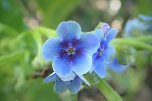 utils/thumbs/Boraginaceae/Myosotidium_F6cRthjUDnV56qsfquUK46.jpg