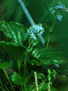 Myosotidium hortensia