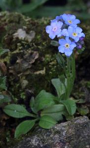 Eritrichium nanum subsp. nanum