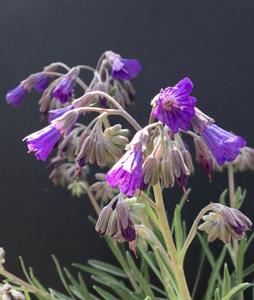 utils/thumbs/Boraginaceae/Paracaryum_Q2ZqJxv4JACxCCq8tXp2gf.jpg