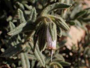 Podonosma orientalis