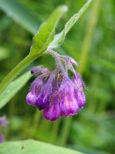 utils/thumbs/Boraginaceae/Symphytum_5mr6mpK5GbkCXuskdwG7ek.jpg