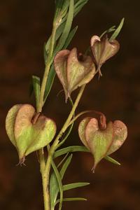 Trichodesma angustifolium subsp. angustifolium