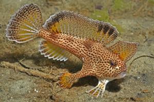 utils/thumbs/Brachionichthyidae/Brachionichthys_RfyAAqjyDf7hNoxJMWugQw.jpg