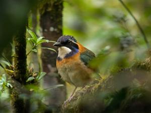 utils/thumbs/Brachypteraciidae/Atelornis_n4Nbo56swRcX23tTkdgyZF.jpg