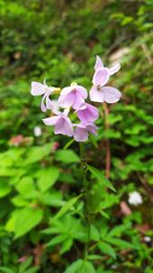 utils/thumbs/Brassicaceae/Cardamine_AA3NhGiD78ang4k8Zno9q5.jpg
