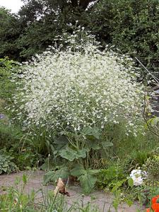 utils/thumbs/Brassicaceae/Crambe_gsTMBt2HD7MNVP5h4rXXoh.jpg
