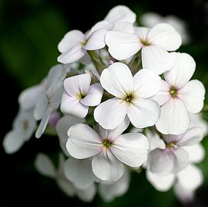Hesperis matronalis