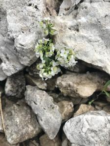 utils/thumbs/Brassicaceae/Noccaea_9kAFYL4LRof9mHLiiApetG.jpg