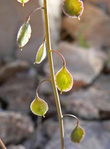 Thysanocarpus curvipes
