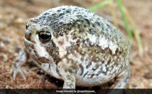utils/thumbs/Brevicipitidae/Breviceps_g25SiW5ipdUA2A5cwrYAUP.jpg
