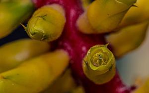 Aechmea nudicaulis var. cuspidata