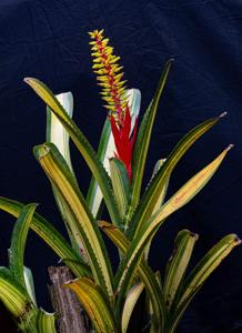 Aechmea nudicaulis var. cuspidata