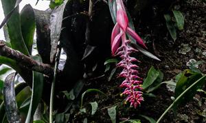 Aechmea nudicaulis var. aureorosea