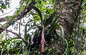 Aechmea nudicaulis var. aureorosea