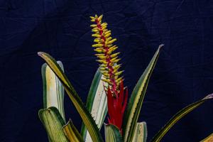 Aechmea nudicaulis var. cuspidata