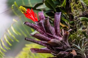 Aechmea nudicaulis