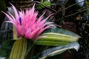 Aechmea fasciata