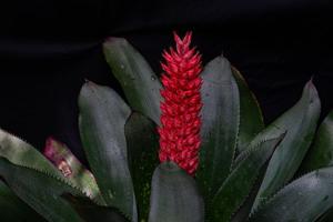 utils/thumbs/Bromeliaceae/Aechmea_fwdTaptNpLhKvAcgrTxXMC.jpg