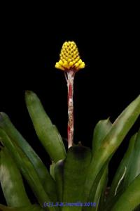 Aechmea calyculata