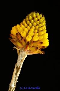 Aechmea calyculata