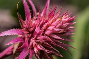 Aechmea fasciata
